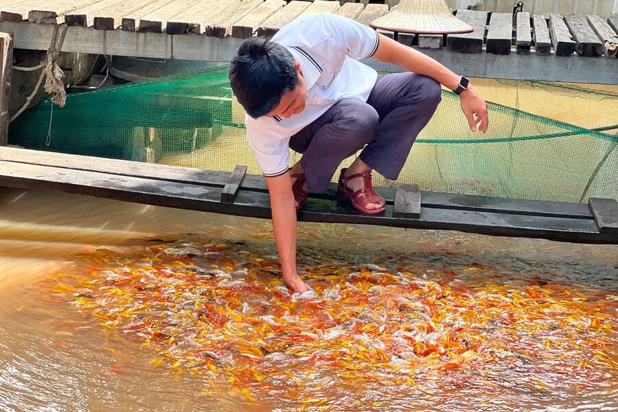 As soon as you drop the food, hundreds of fish swim around. Photo: Can Tho Tourism
