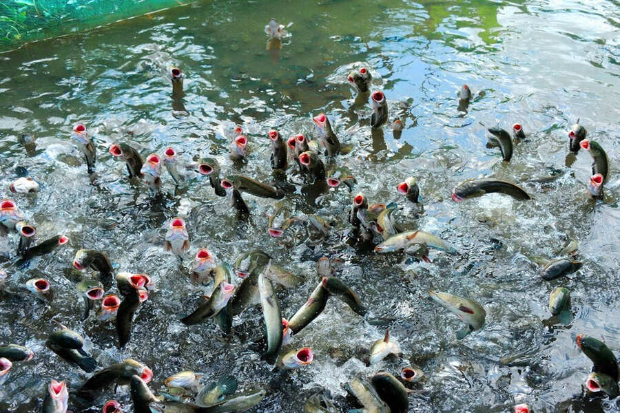 They jump so high that it looks like they're flying. Photo: Can Tho Travel