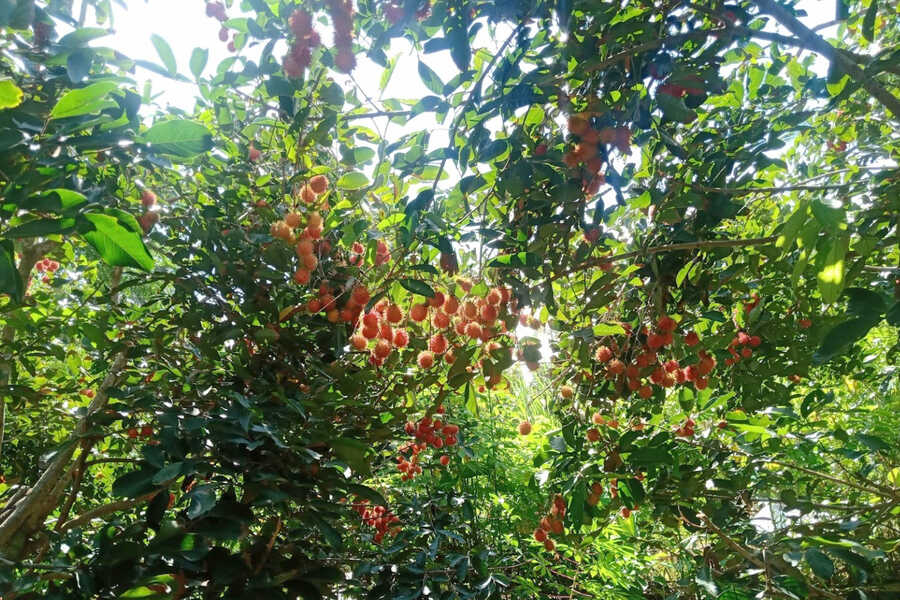 Tasting fruits is a must when visiting Mekong Delta. Photo: Tham hiem Mekong