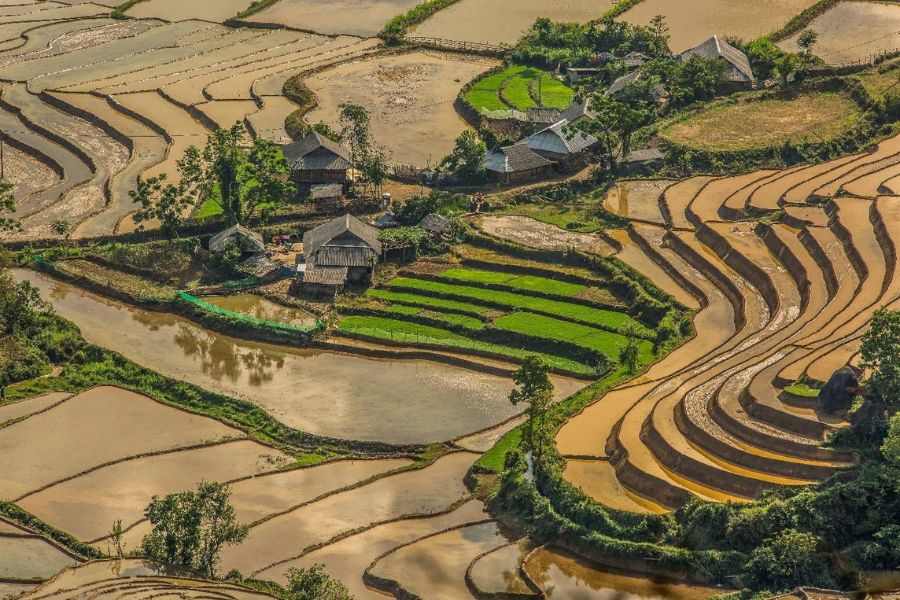 Terraced rice fields
