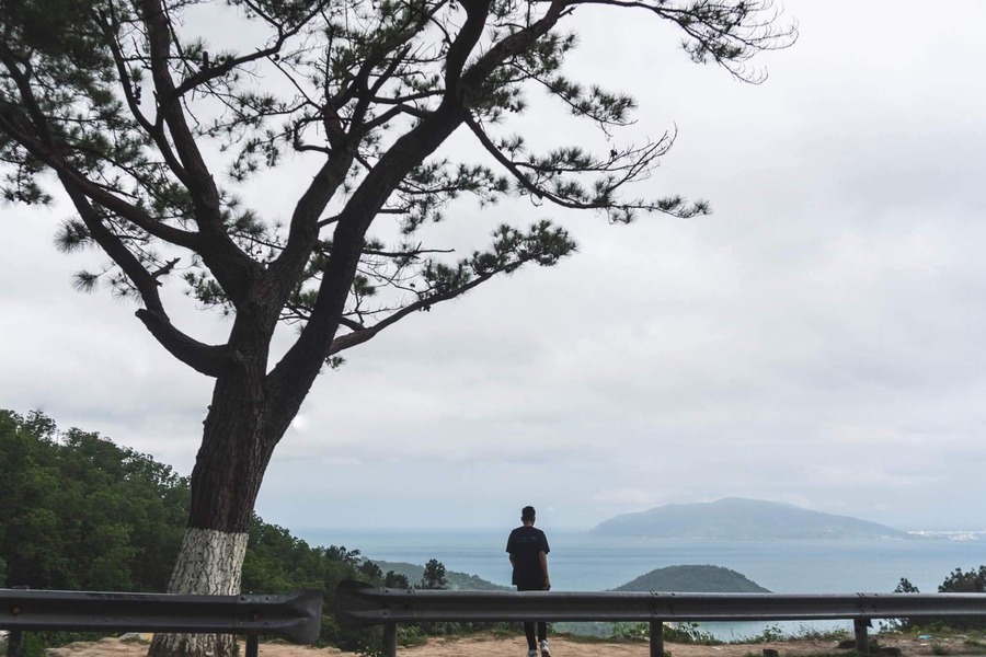 A lone pine tree in the vast open space. Photo: Di san Trang An