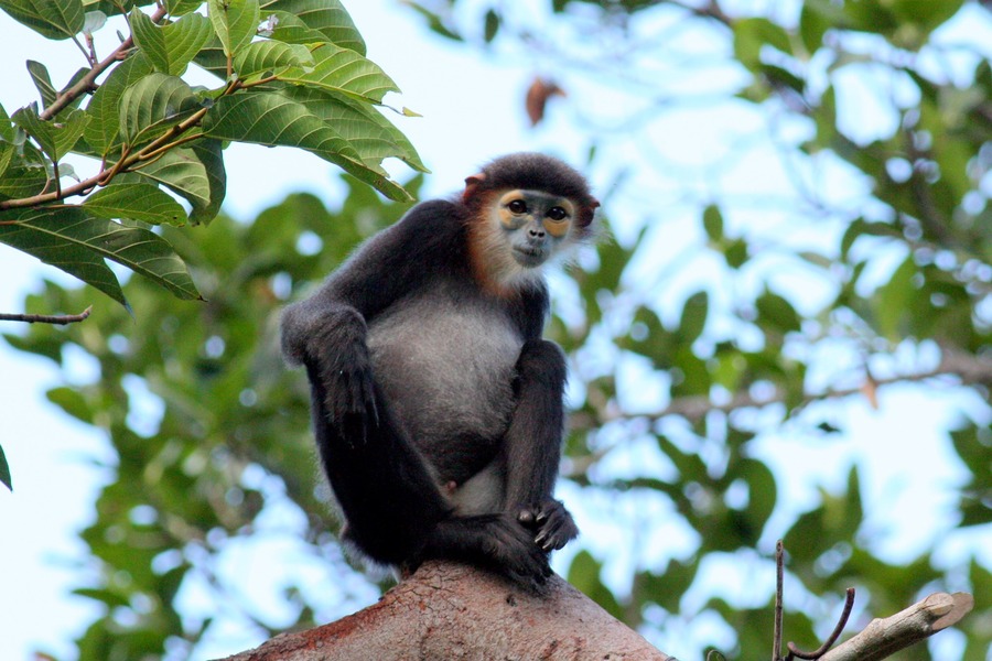 The black-shanked douc is an endemic species found only in the South Central Coast region of Vietnam. Photo: Nui Chua National Park