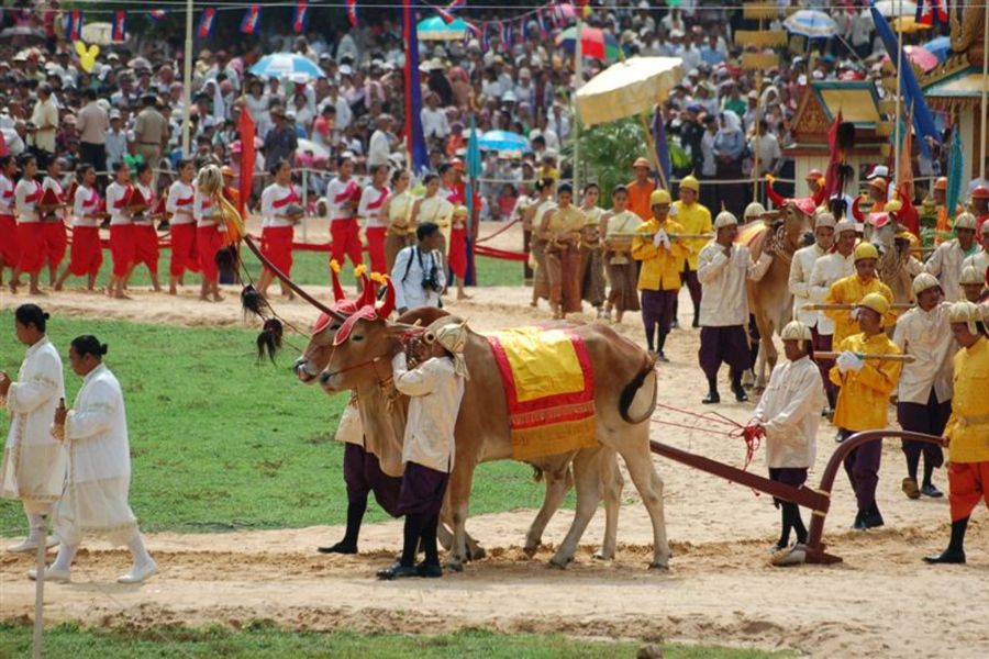 Sacred oxen