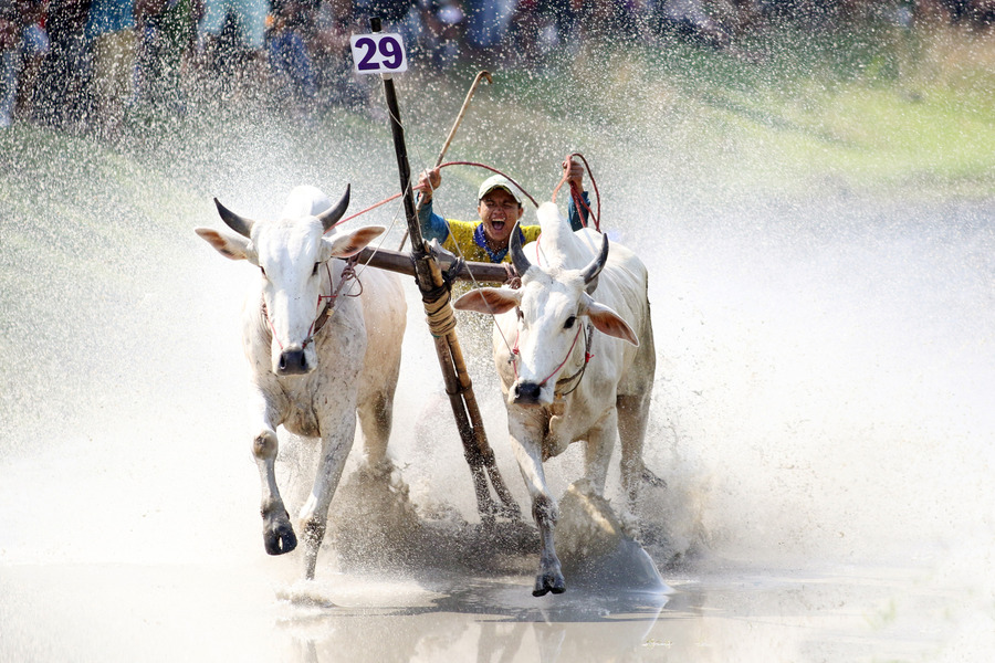 Bay Nui Ox Racing Festival is the most exciting event during the annual Sene Dolta Festival held every September. Photo: Kinh doanh va phat trien