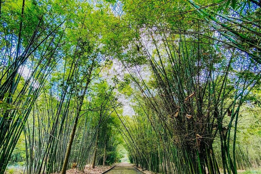 The boundless bamboo forest of Phu An Bamboo Village