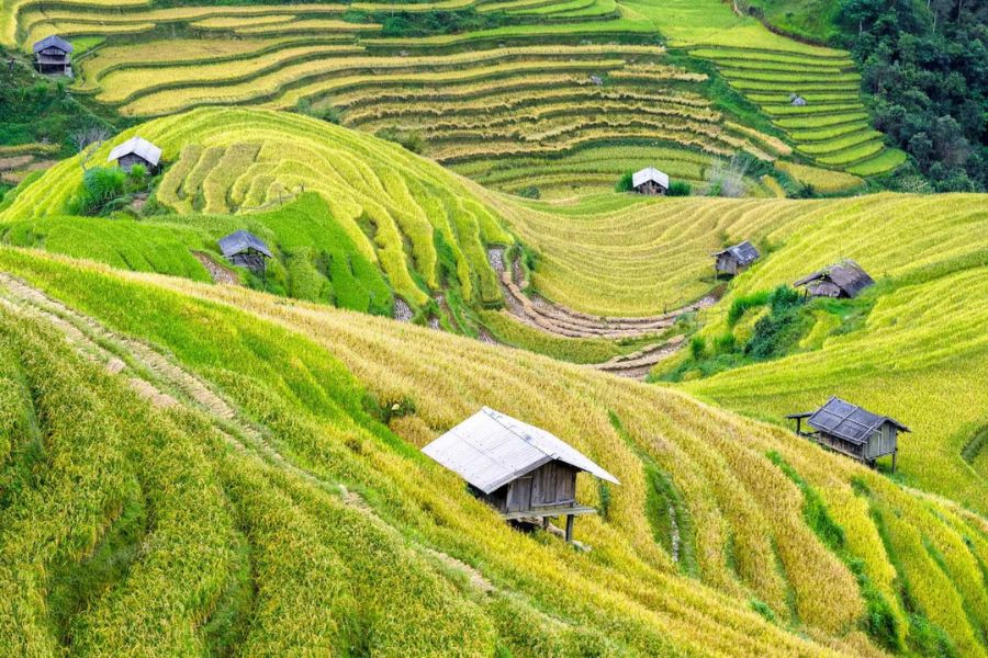 Golden rice fields of Y Linh Ho village