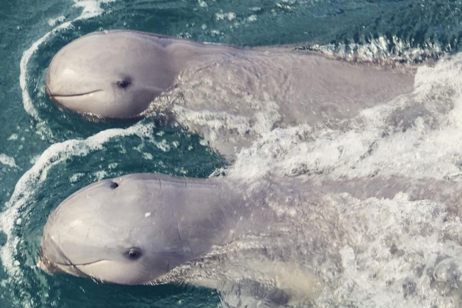 Watching Irrawaddy dolphins by the Cambodian waters 