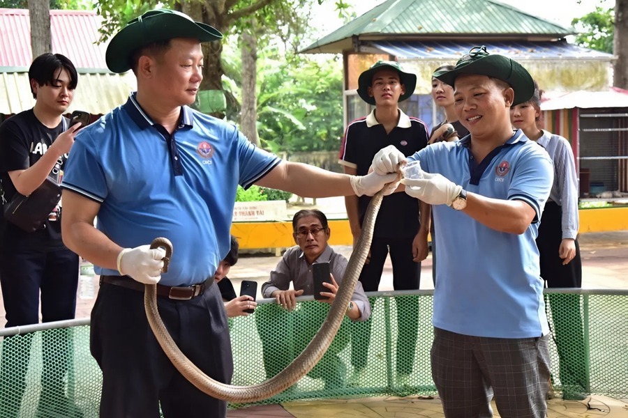 Research on venomous snakes is essential in order to develop effective treatments for their venom