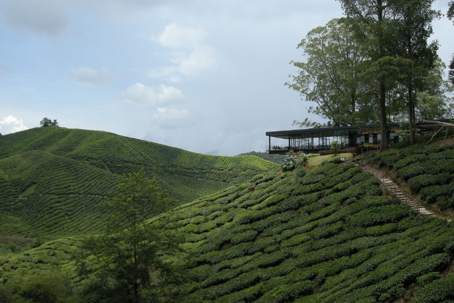 BOH Tea Plantation - Malaysia's biggest tea estate 