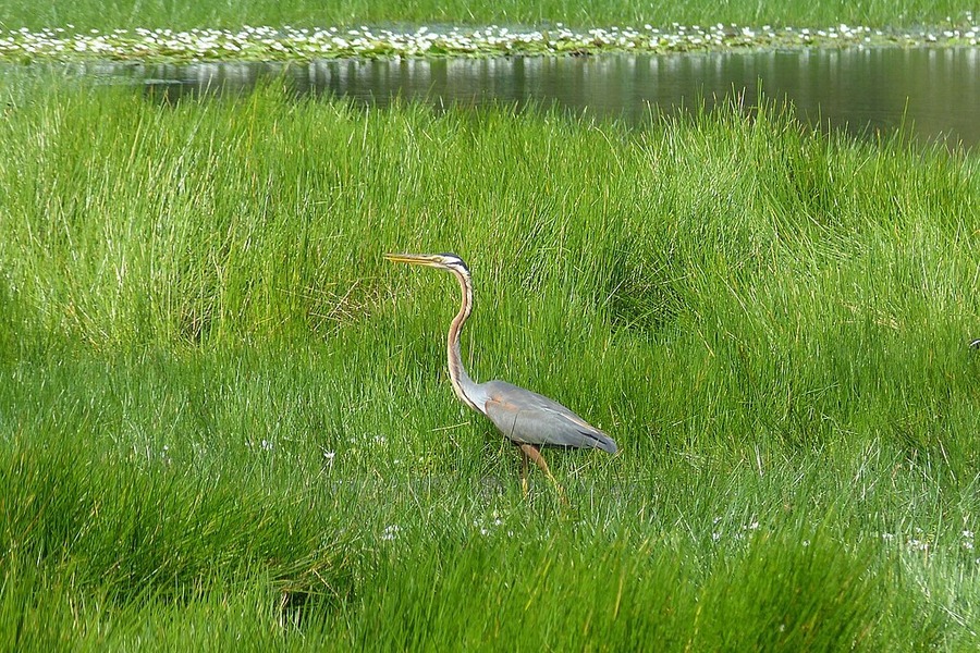 A purple heron, a rare bird species living in Gao Giong