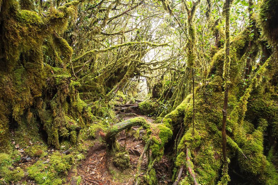 Mossy Forest in Cameron Highlands