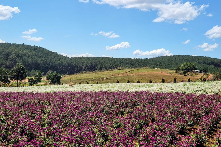The name The Florest is a combination of Flower and Forest