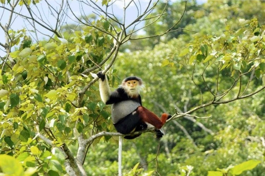 If you are lucky, you can see the grey-shanked douc langur in the park