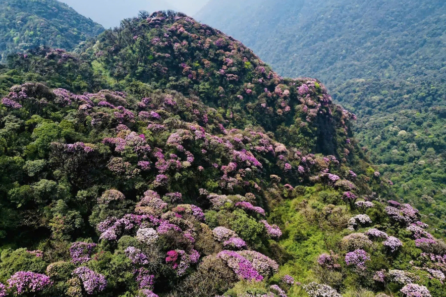 Buckwheat flowers bloom at the end of the year