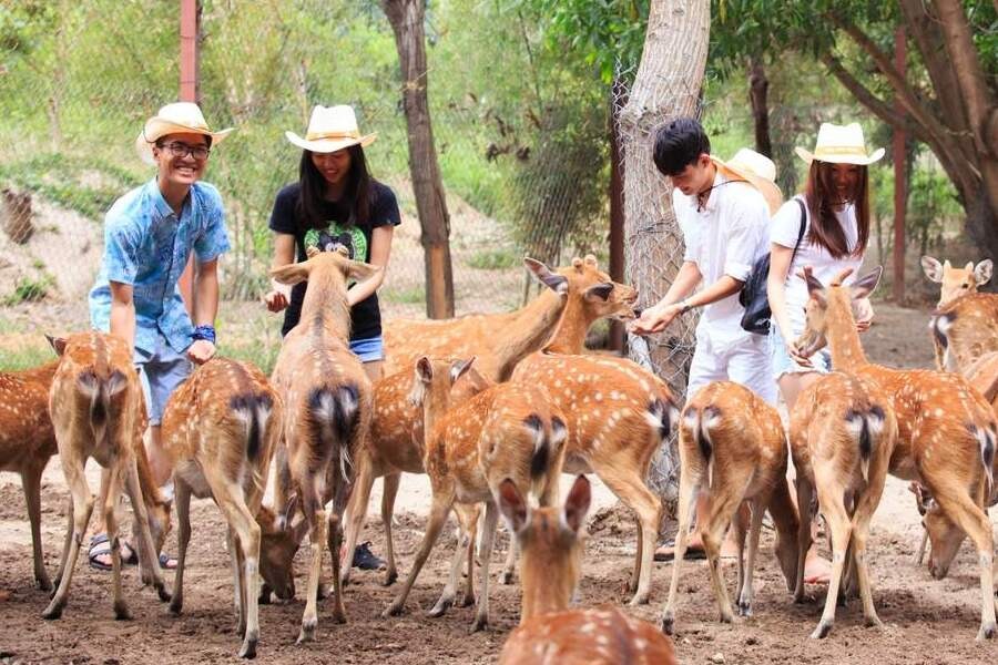 Feeding Animals in My Quynh Safari is a must-try exprience in Long An
