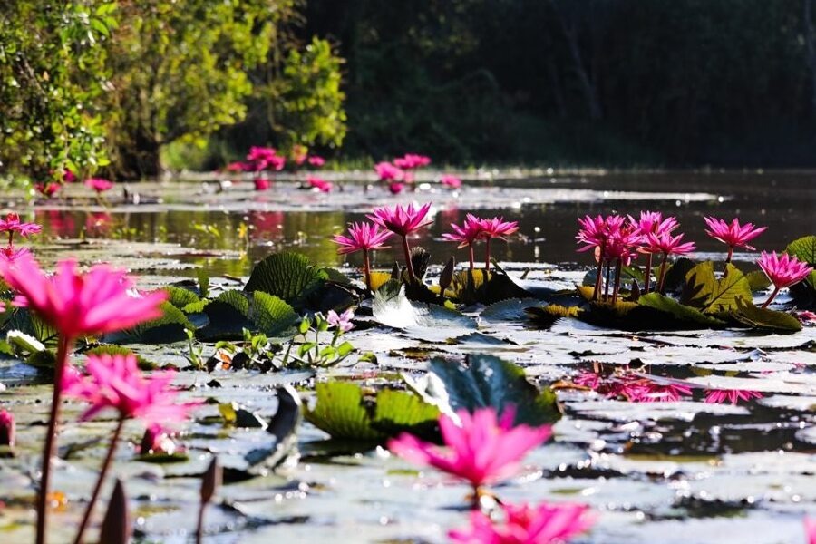 Lotus Season in Canh Dong Bat Tan, Long An