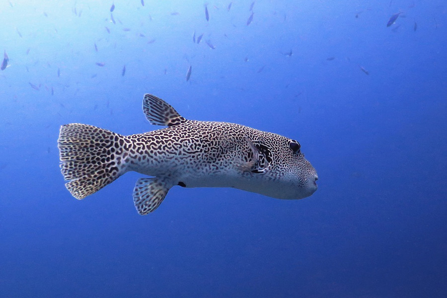 A marine creature in the Similan Islands