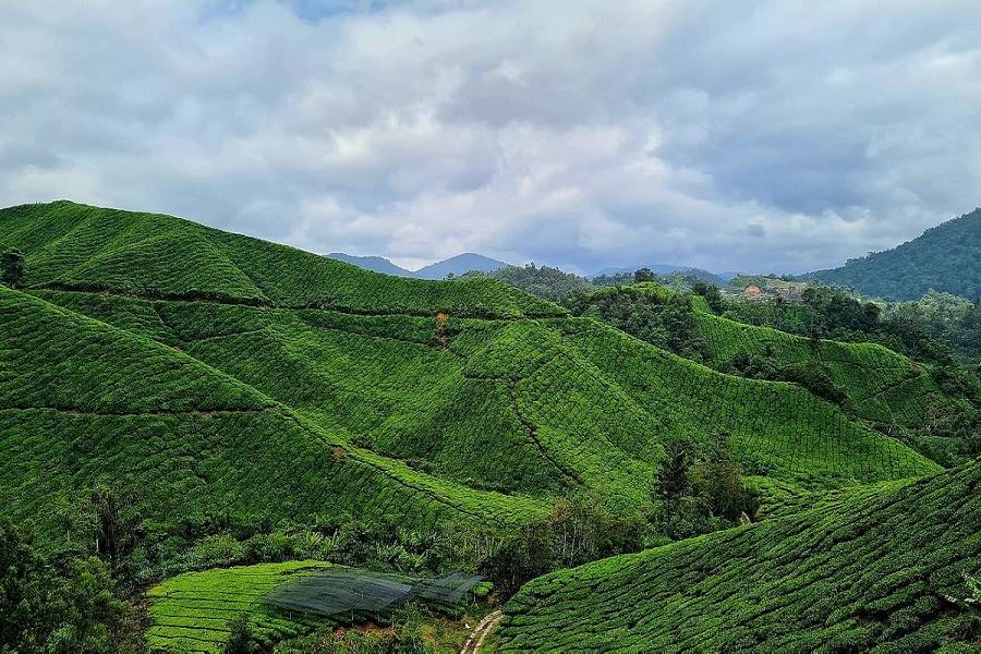 The highlight of Cameron Highlands is its huge tea plantations