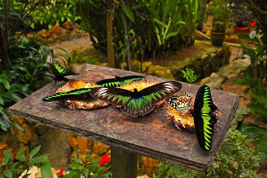 Butterfly & Insect Farm