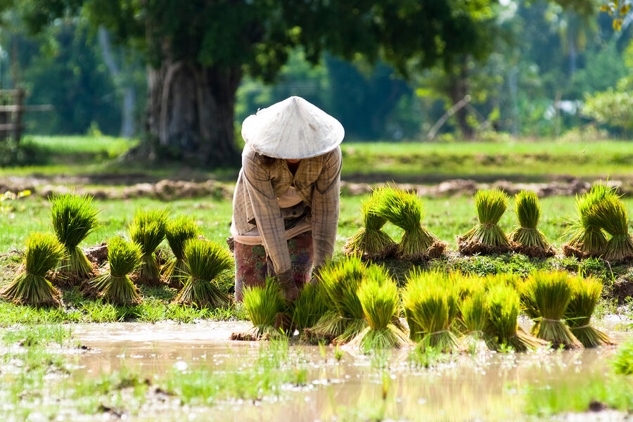 Daily life of Lao farmers along the Mekong River