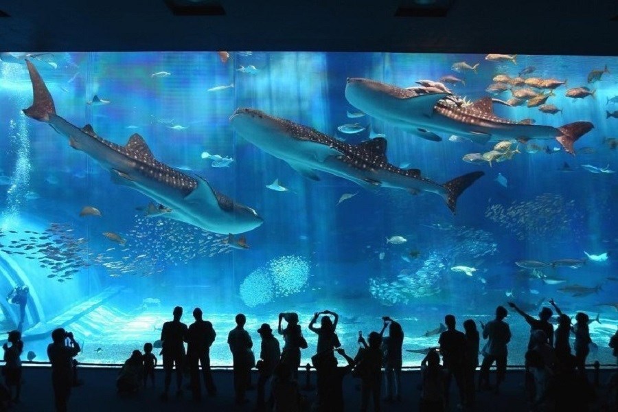 Tri Nguyen Aquarium is a wonderful marine world