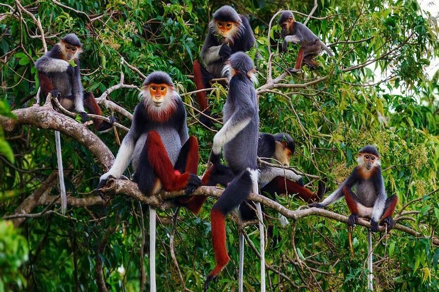 Vietnam's wilderness is home to countless species essential to ecosystem stability and economic development