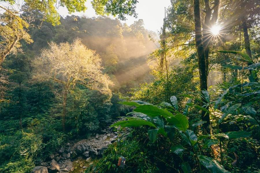Pristine and mysterious primary forests