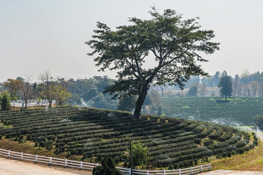 Set aside 2 to 3 days to wander through the emerald slopes of Doi Mae Salong