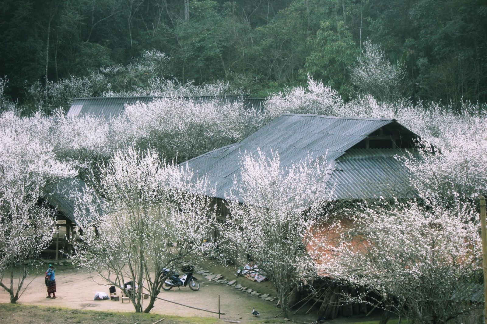Plum and pear flower season in Bac Ha