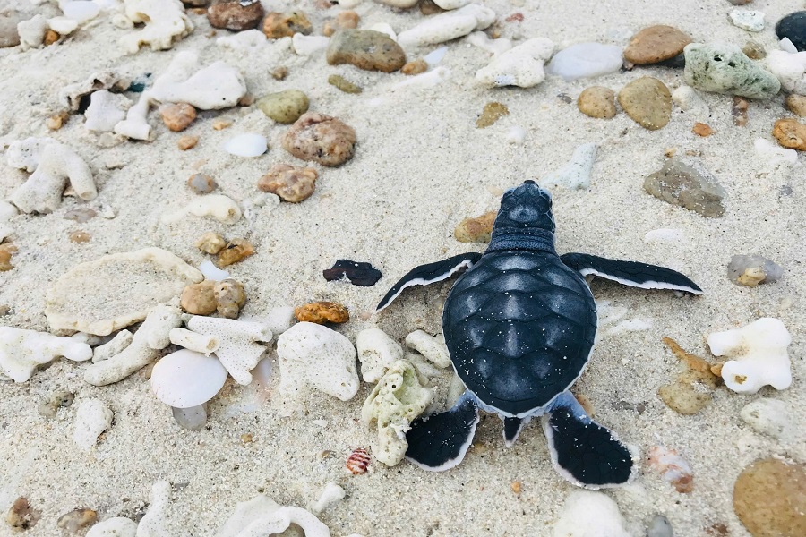 Observing Sea Turtles Lay Eggs at Con Dao National Park