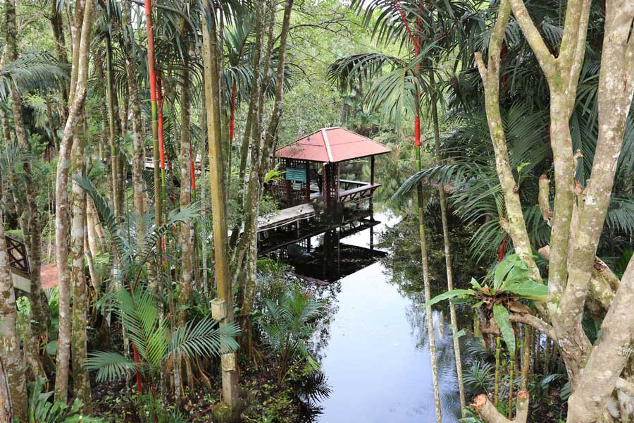 About Sirindhorn Peat Swamp Forest