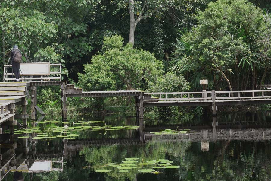 Best time to visit Sirindhorn Peat Swamp Forest
