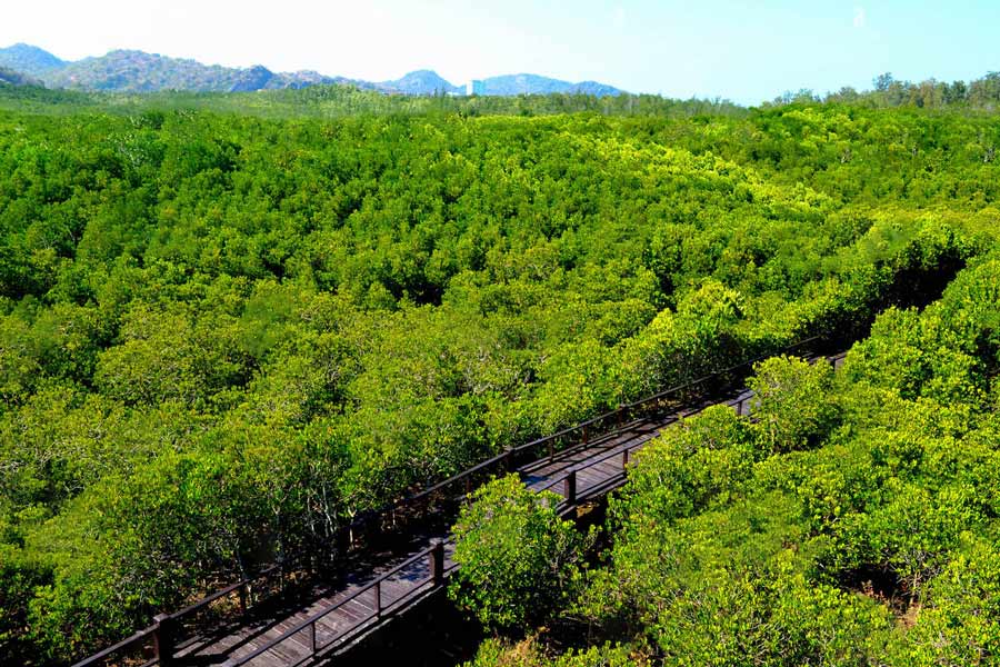 Top highlights in Sirindhorn Peat Swamp Forest
