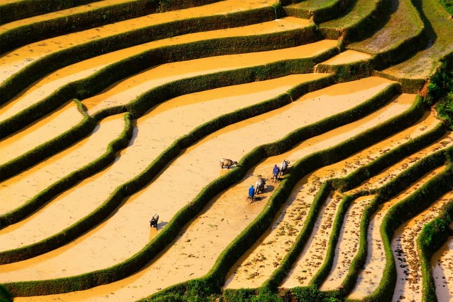 Fertile paddy fields in Tu Le Valley