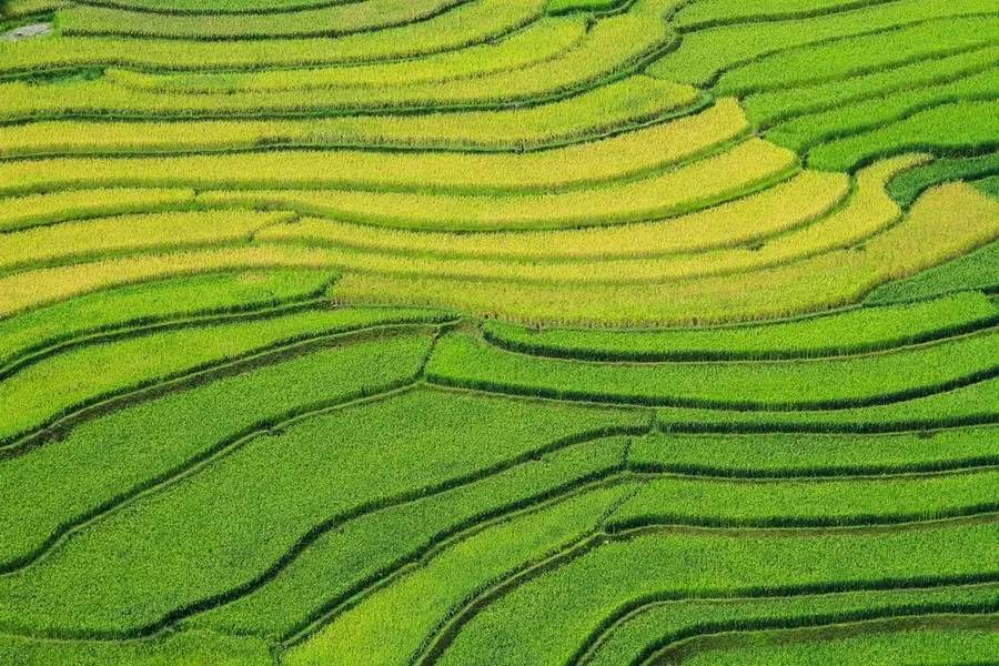 Ripe rice season in Tu Le