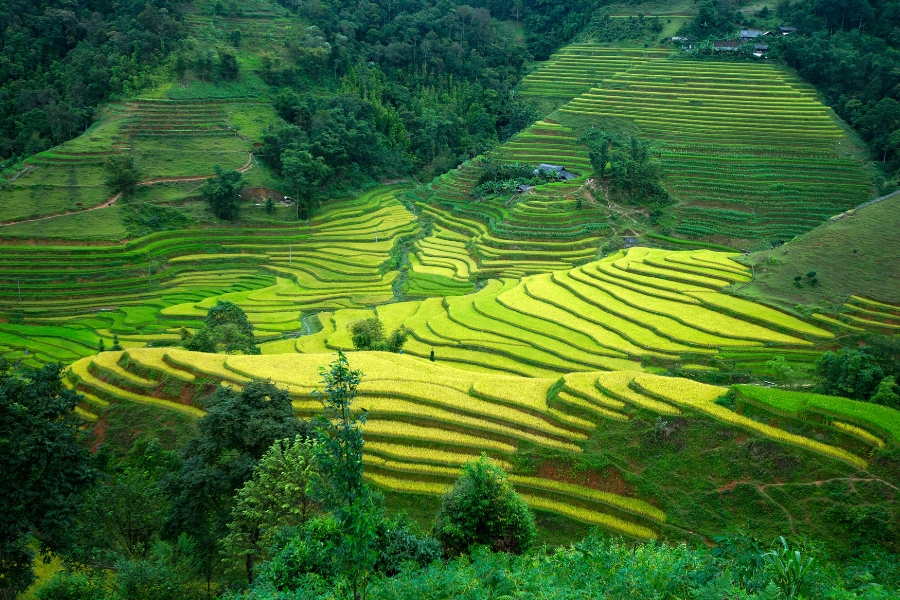 terraced fields in Ha Giang