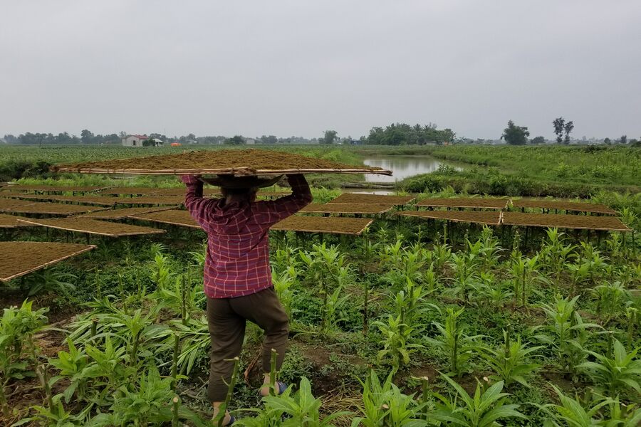 Tien Lang tobacco is cultivated and produced under a planned system. Photo: Thuoc lao Thanh Hoa