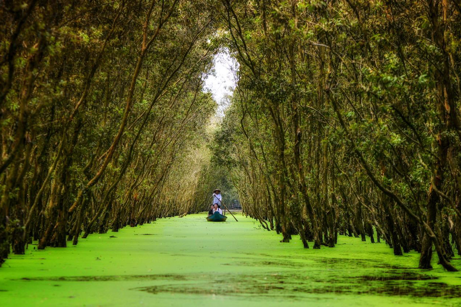 Tra Su indigo forest 