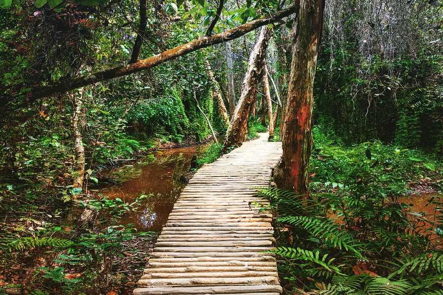 Xeo Quyt Forest has many rich natural landscapes
