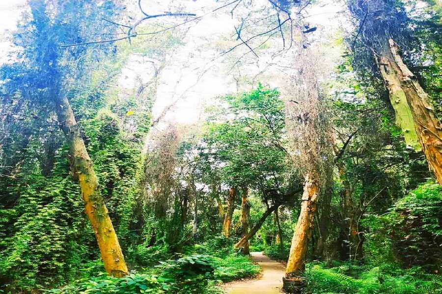 Xeo Quyt Melaleuca Forest is breathtakingly beautiful