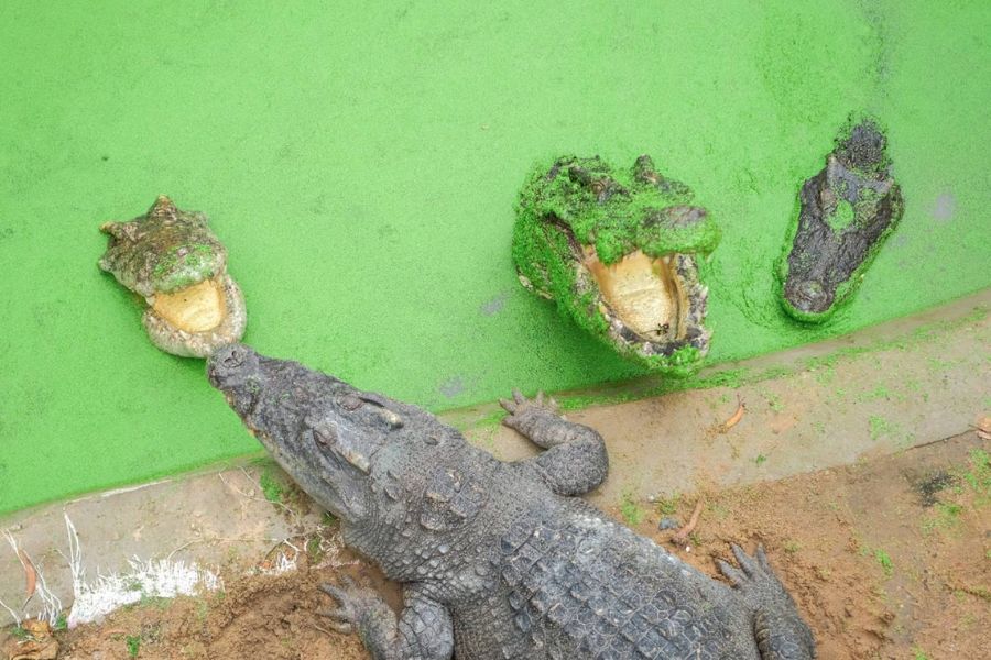 Visitors can try the thrilling experience of crocodile fishing. 