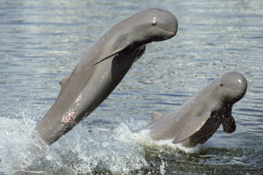 Cambodia’s Kratie and its elusive dolphins