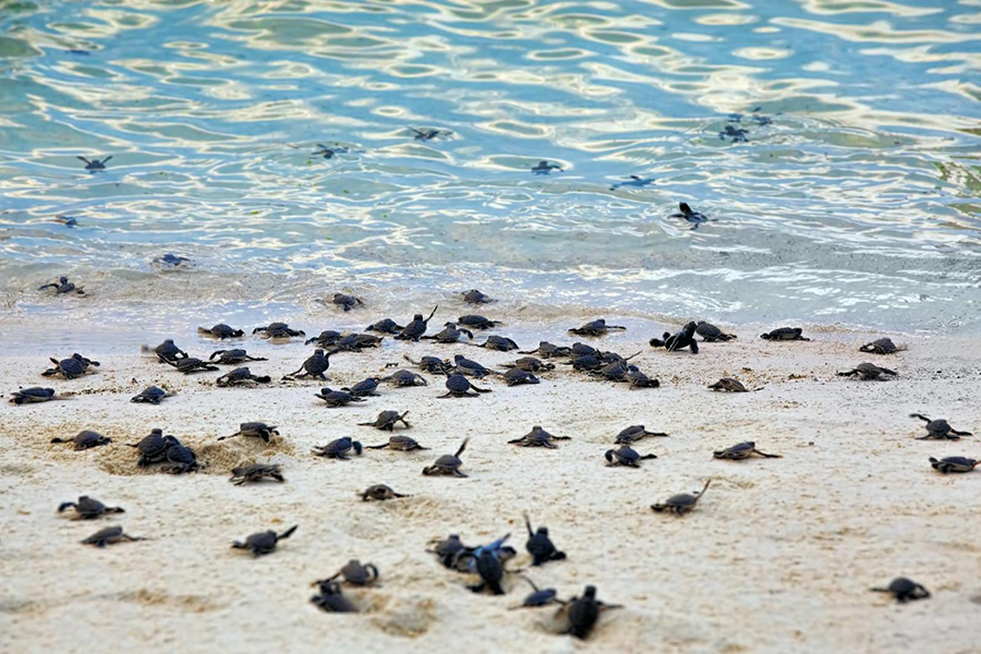 Baby sea turtles heading to the sea