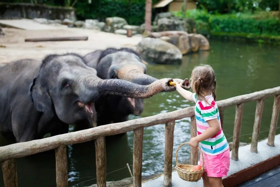 Kid is feeding elephants 
