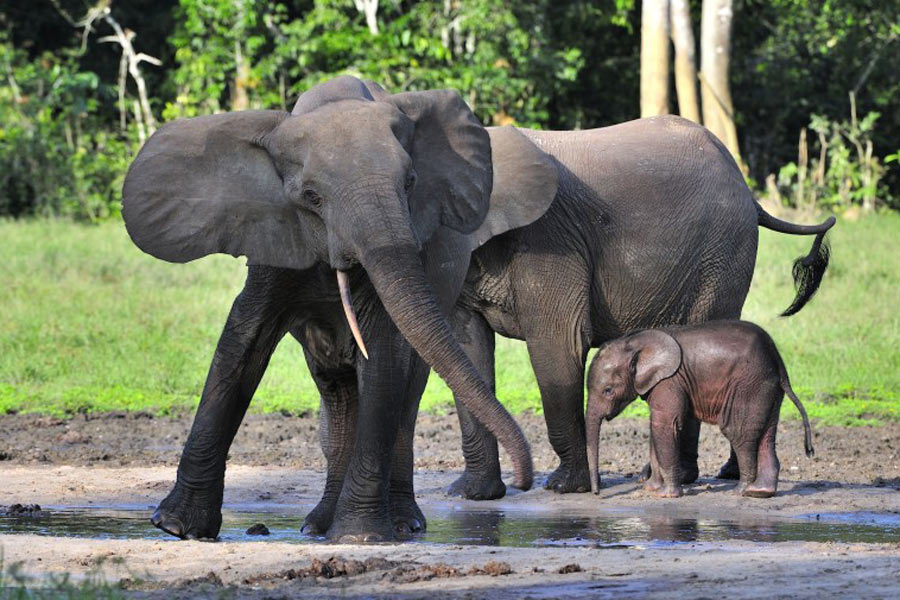 Laos' National Culture - elephant sanctuary