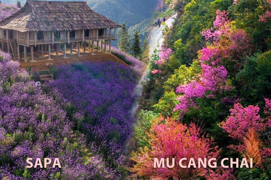 Flower season in Sapa and Mu Cang Chai&nbsp;