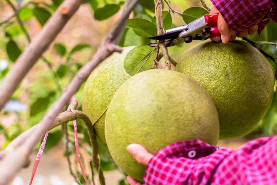 Pomelo
