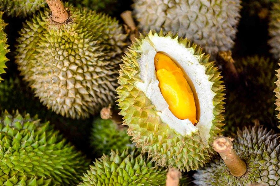 Durian is also known as the King of Fruits in Thailand 