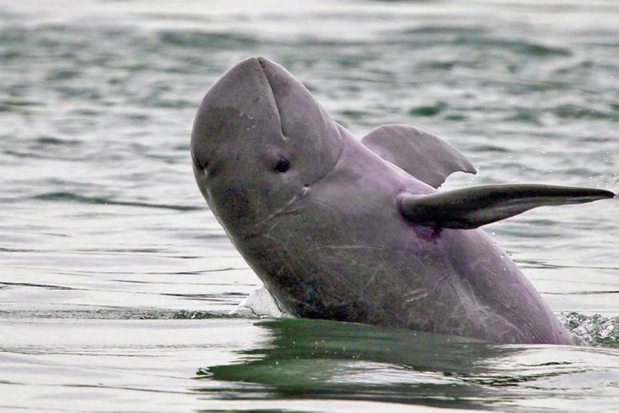 Mekong River Dolphin, Kampi Village