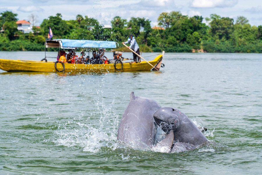 Dolphin Watching at Kampi Dolphin Site
